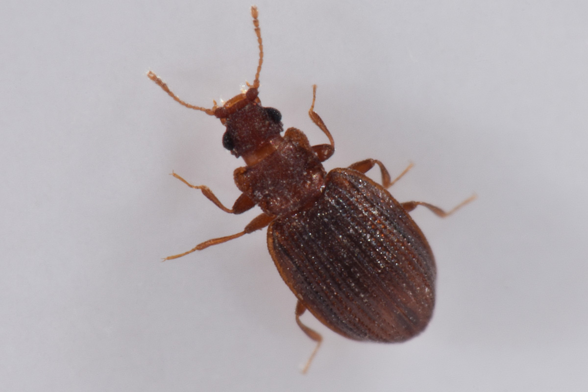 Latridiidae: Stephostethus sp?